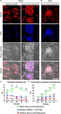 Human Dental Pulp Stem Cells Grown in Neurogenic Media Differentiate Into Endothelial Cells and Promote Neovasculogenesis in the Mouse Brain